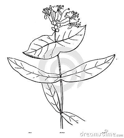 Flower, Honeysuckle, arching, shrubs, twining, bines, Caprifoliaceae, clusters vintage illustration Vector Illustration