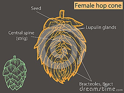 Flower, hop structure. Beer ingredient. Education agronomists and brewers neon color. Cartoon Illustration