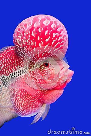 Flower horn fish Stock Photo