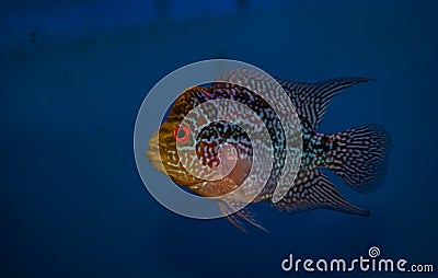 Flower horn fish - blue background Stock Photo