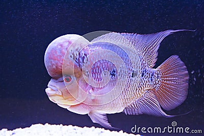 Flower horn fish Stock Photo