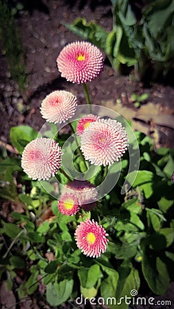 Flower in Horten Park Stock Photo