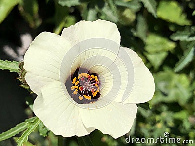 Flower-of-an-hour Hibiscus trionum, Bladder hibiscus, Bladder ketmia, Bladder weed, Flower-of-the-hour, Modesty, Puarangi Stock Photo