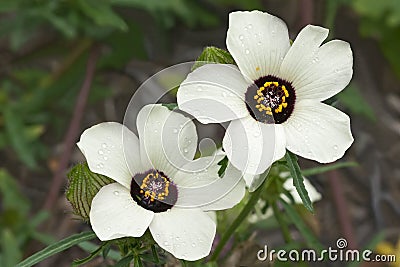 Flower-of-an-hour Stock Photo