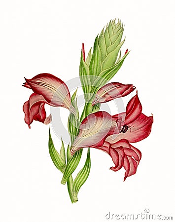 Flower Illustration. Colorful Blooms of Gladiolus Stock Photo