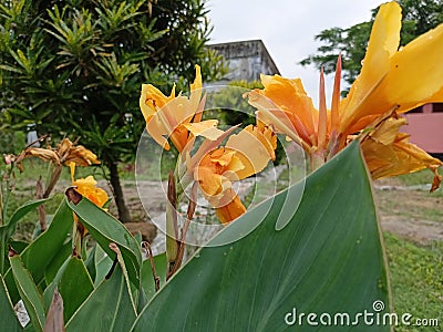 Flower image Autumn Stock Photo