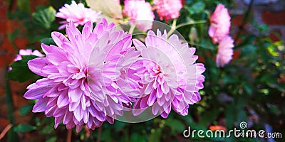 This is the flower of india Stock Photo