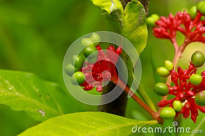 Flower of Indian snakeroot or devil pepper or Rauvolfia serpentina Stock Photo