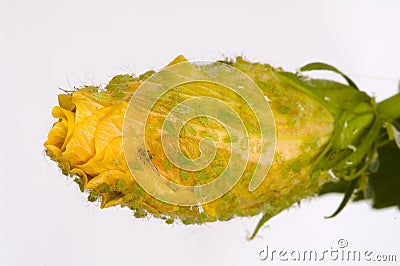 flower infested by lice Stock Photo