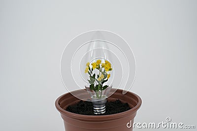 Flower Inside Light Bulb Stock Photo