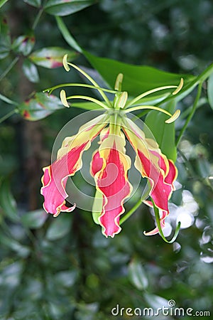 Flower inside out! Stock Photo