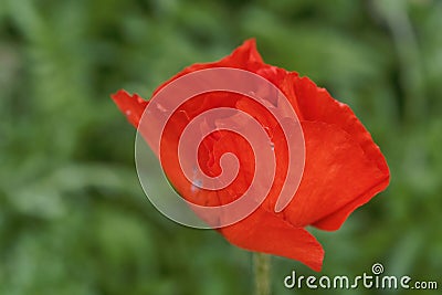 Flower of an Iranian poppy, Papaver bracteatum Stock Photo