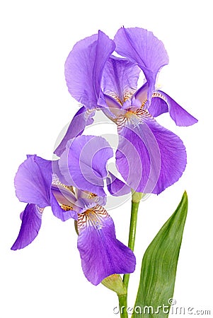 Flower iris Stock Photo