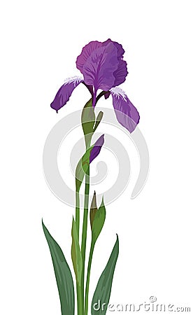 Flower iris Vector Illustration