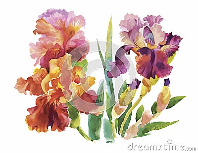 Flower of iris drawing by watercolor, hand drawn vector illustration Vector Illustration