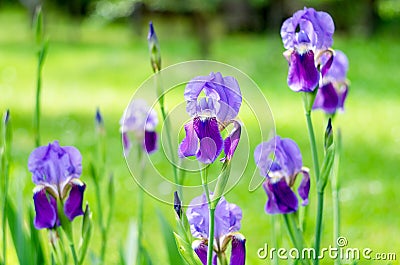 Flower iris in the garden. Spring flower iris shot in clear sun on green background Stock Photo