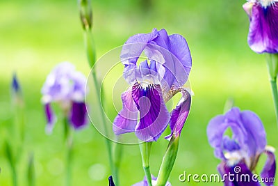 Flower iris in the garden. Spring flower iris shot in clear sun on green background Stock Photo