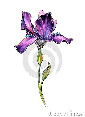 Flower Iris Marker Illustration Sketch Stock Photo