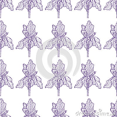 Flower Iris pattern gently purple Cartoon Illustration