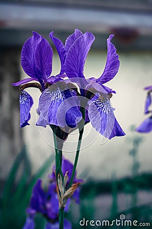 Flower iris purple Stock Photo