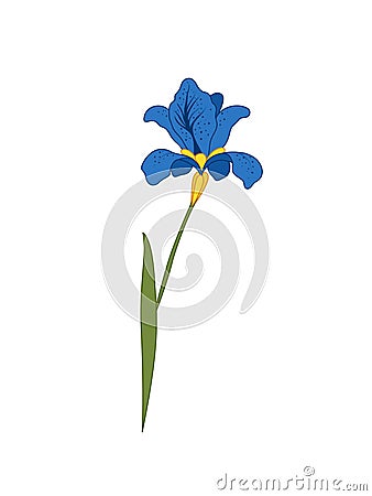 Flower iris on white background, floral illustration Vector Illustration