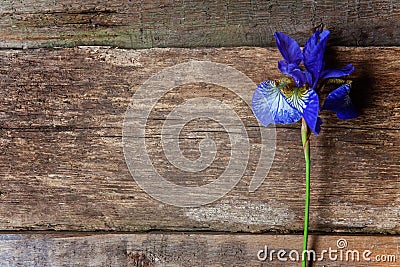 Flower of Iris on a wooden table Stock Photo