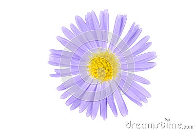 Flower isoalted on white Stock Photo