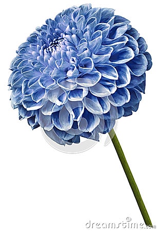 Flower isolated blue dahlia on a white background. Flower on the stem. Closeup. Stock Photo