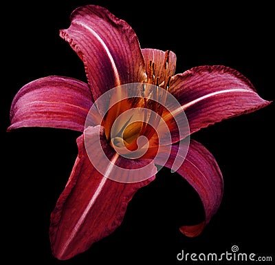 Flower isolated bright pink lily on black background no shadows. Closeup. Stock Photo