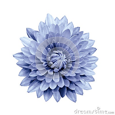 flower isolated light blue dahlia on a white background with clipping path. Closeup. Stock Photo