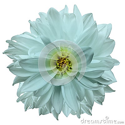 Flower isolated. turquoise dahlia on a white background. Flower for design. Closeup. Stock Photo