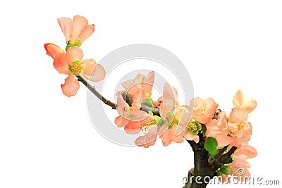 Flower of the Japanese quince Stock Photo