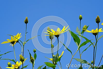 A flower of chrysanthemum that makes beautiful yellow flowers bloom every year, yet it can eat stems. Stock Photo