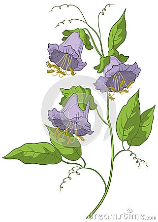 Flower kobe Vector Illustration