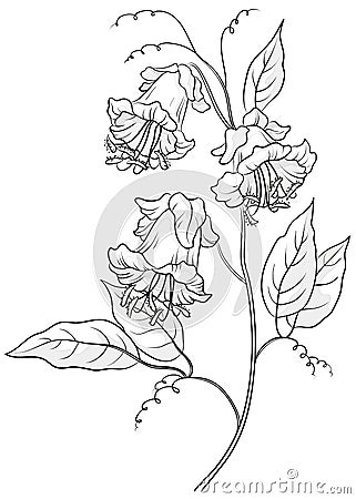 Flower kobe, contours Vector Illustration