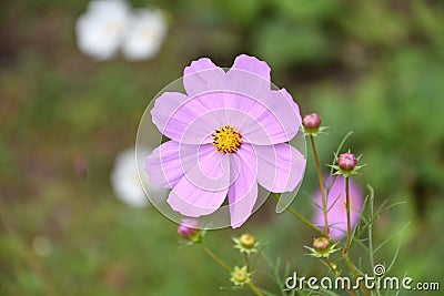 Flower Kosmeya or flower cosmos Stock Photo