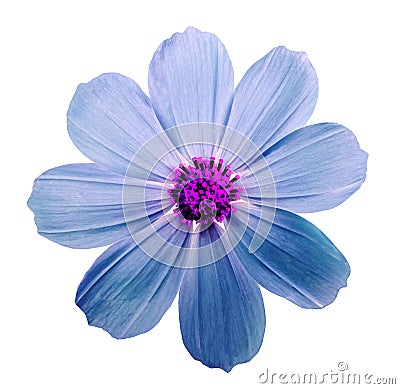 Flower kosmeya, white isolated background with clipping path. Cl Stock Photo