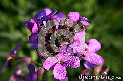 Flower Lady Hesperis matronalis and dew magic Stock Photo