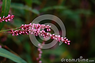 Flower of ladyâ€™s thumb or Persicaria maculosa plant Stock Photo