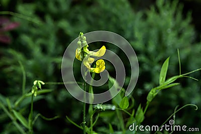 Lathyrus pratensis. Wild flower. Stock Photo