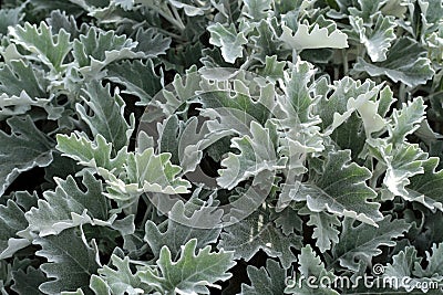 Flower leaves Cineraria Stock Photo