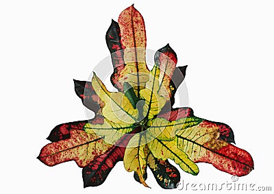 Flower leaves of Codiaeum variegatum. Croton Stock Photo