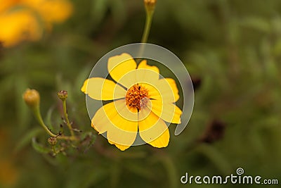 Lemmons marigold Tagetes lemmonii Stock Photo