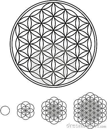 Flower Of Life Development Vector Illustration