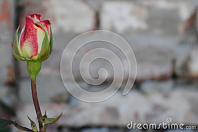 Beautiful rose on a brick wall Stock Photo
