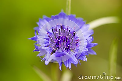 A flower with light blue petals and a purple core. Macro. Stock Photo
