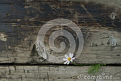 A flower in the cracks of old burnt boards. A wooden horizontal background. Stock Photo