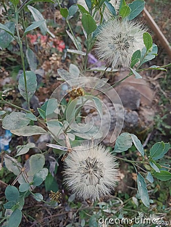 flower like balloon shape beautiful white color Stock Photo