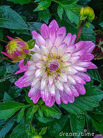 Flower. Lilac Dahlia in green leaves Stock Photo