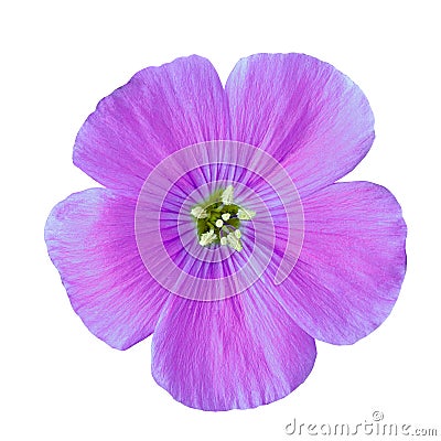 Flower lilac flax isolated on white background. Flower bud close up. Element of design. Stock Photo